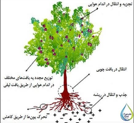 حذف فلزات سنگین با استفاده از گیاه پالایی