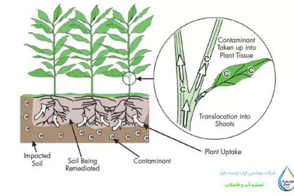 مکانیزم عملکرد گیاه پالایی
