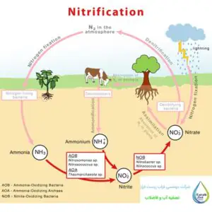 فرآیند نیتریفیکاسیون