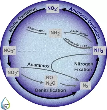 کاربردهای نیتریفیکاسیون