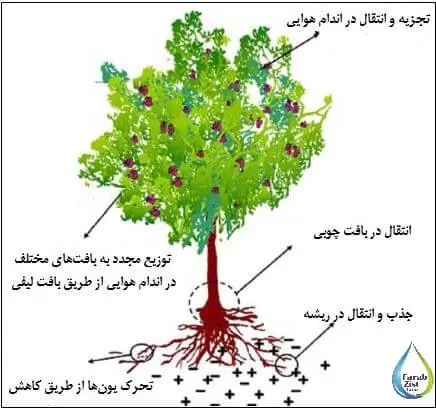 حذف فلزات سنگین با استفاده از گیاه پالایی